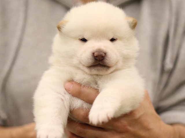 fp5a6575-puppy fp5a6575-puppy