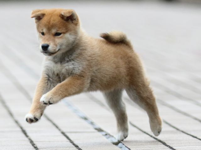 fp5a7184-puppy fp5a7184-puppy
