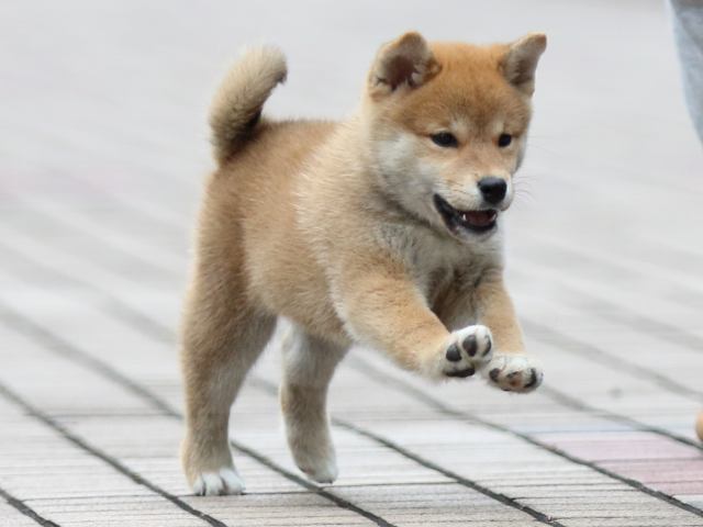 fp5a7242-puppy fp5a7242-puppy