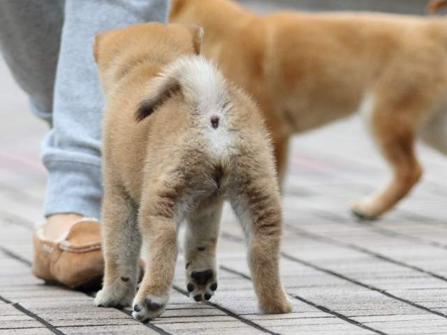 fp5a7260-puppy fp5a7260-puppy