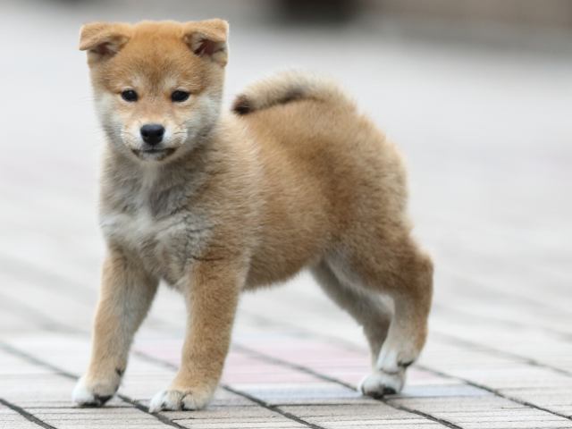 fp5a7354-puppy fp5a7354-puppy