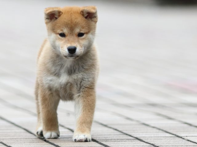 fp5a7362-puppy fp5a7362-puppy