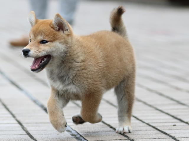 fp5a7516-puppy fp5a7516-puppy