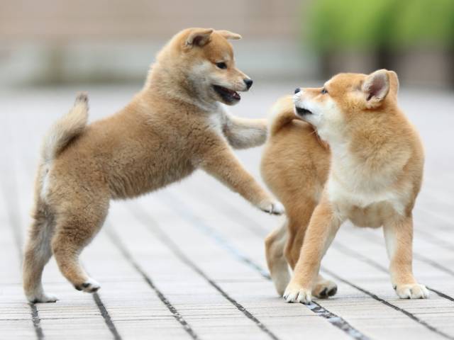 fp5a7537-puppy fp5a7537-puppy