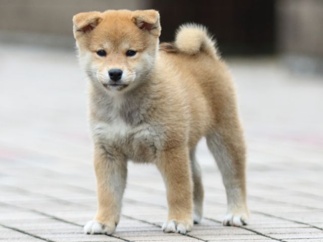 fp5a7562-puppy fp5a7562-puppy