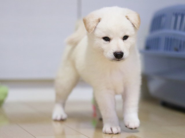 fp5a7741-puppy fp5a7741-puppy