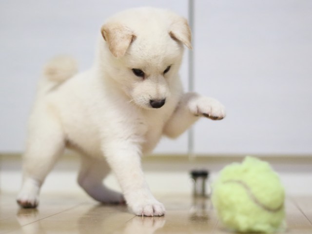 fp5a7842-puppy fp5a7842-puppy