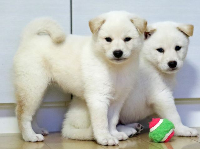 fp5a8190-puppy fp5a8190-puppy