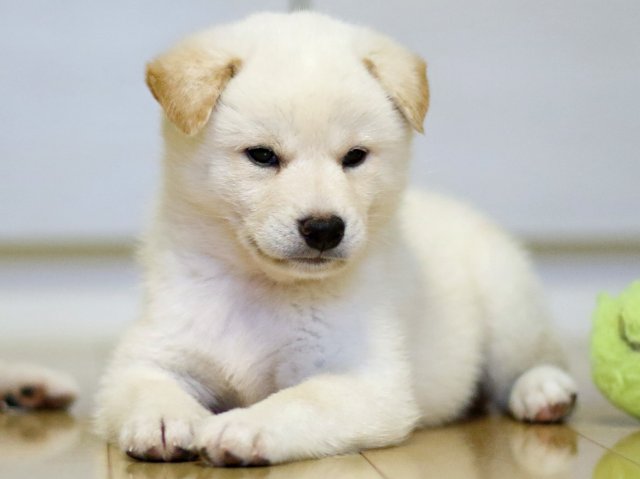 fp5a8803-puppy fp5a8803-puppy