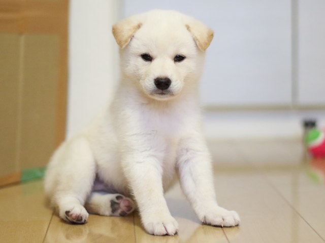 fp5a8991-puppy fp5a8991-puppy