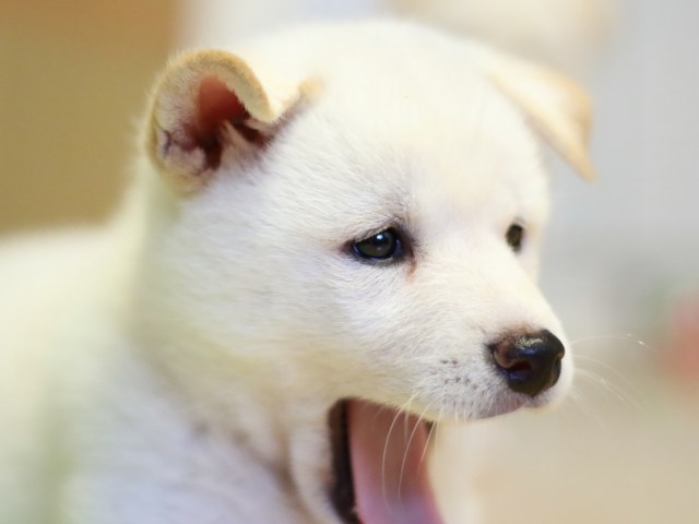 fp5a9002-puppy