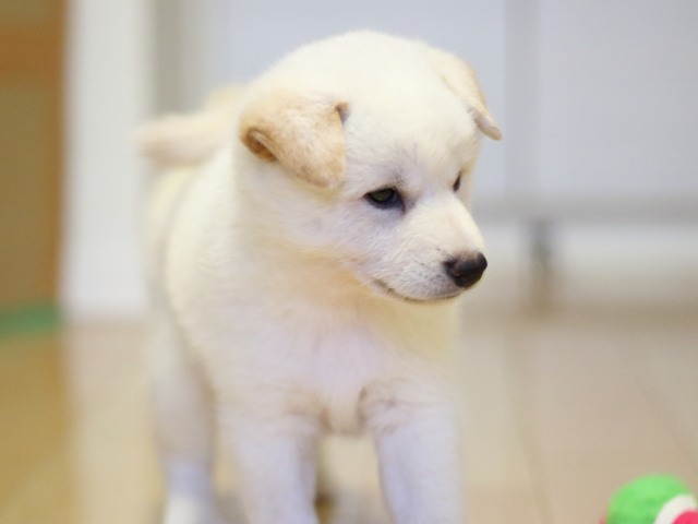 fp5a9107-puppy fp5a9107-puppy