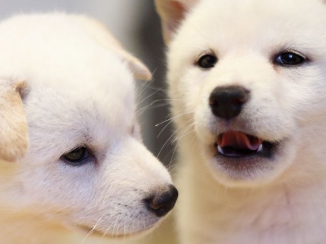 fp5a9111-puppy fp5a9111-puppy