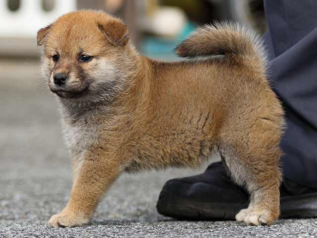 fp5a9130-puppy fp5a9130-puppy