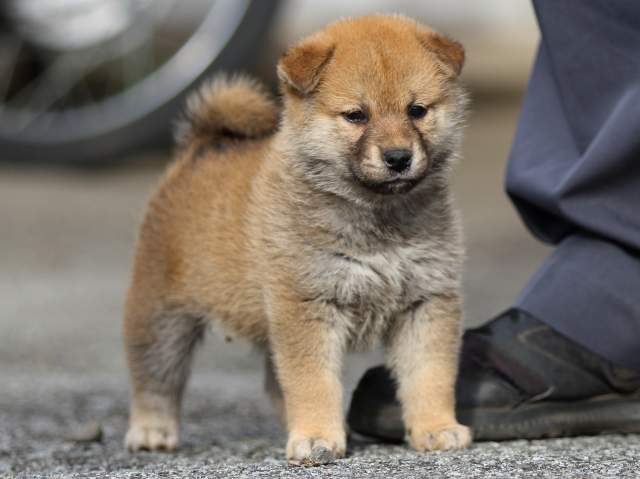 fp5a9145-puppy fp5a9145-puppy