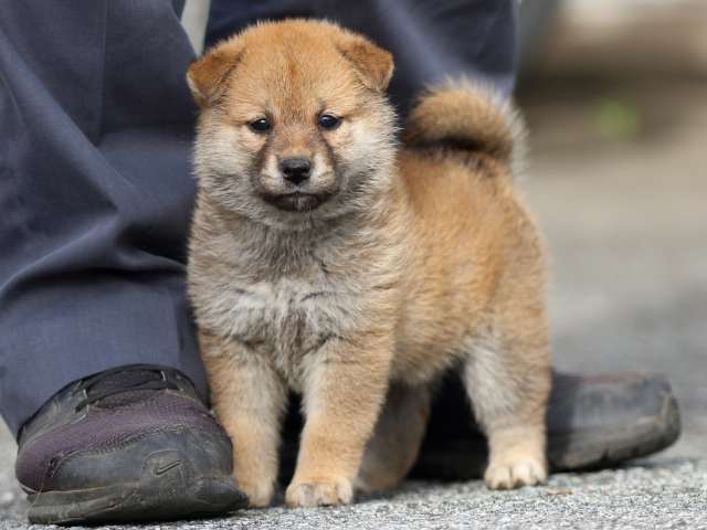 fp5a9181-puppy fp5a9181-puppy