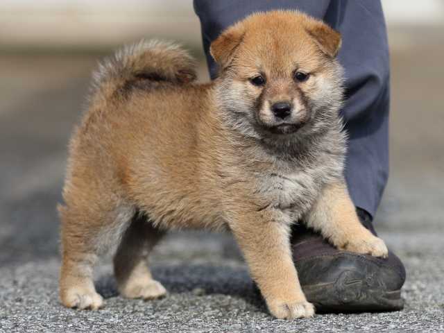 fp5a9196-puppy fp5a9196-puppy