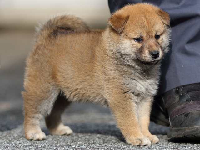 fp5a9205-puppy fp5a9205-puppy