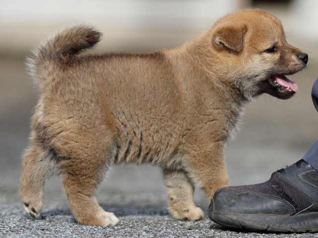 fp5a9214-puppy fp5a9214-puppy