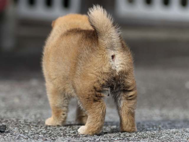 fp5a9224-puppy fp5a9224-puppy