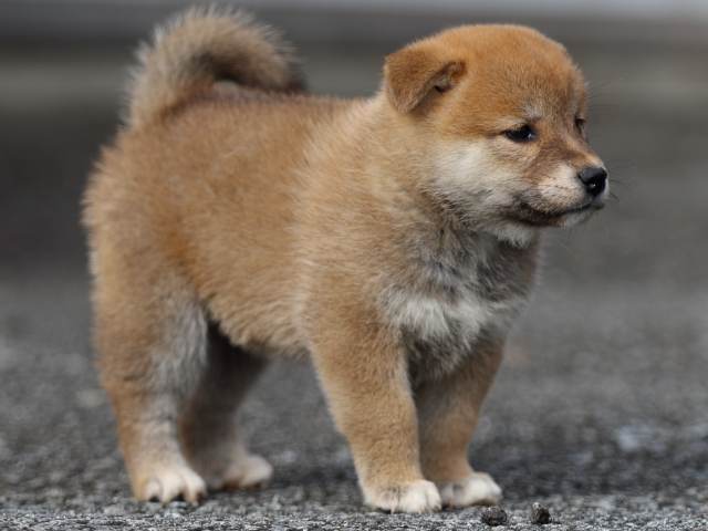 fp5a9345-puppy fp5a9345-puppy