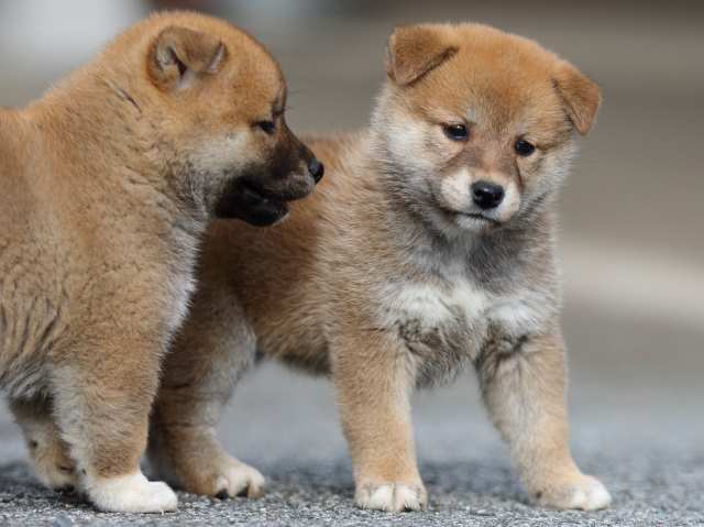 fp5a9355-puppy fp5a9355-puppy