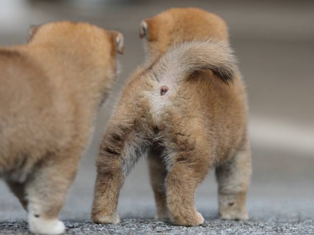 fp5a9360-puppy fp5a9360-puppy