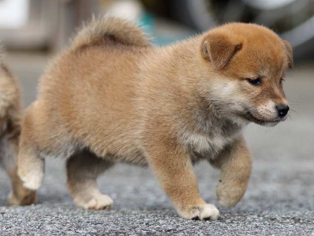 fp5a9416-puppy fp5a9416-puppy