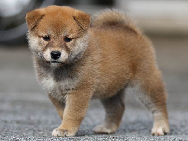 fp5a9432-puppy fp5a9432-puppy