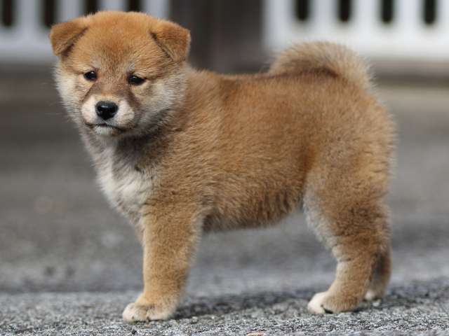 fp5a9444-puppy fp5a9444-puppy