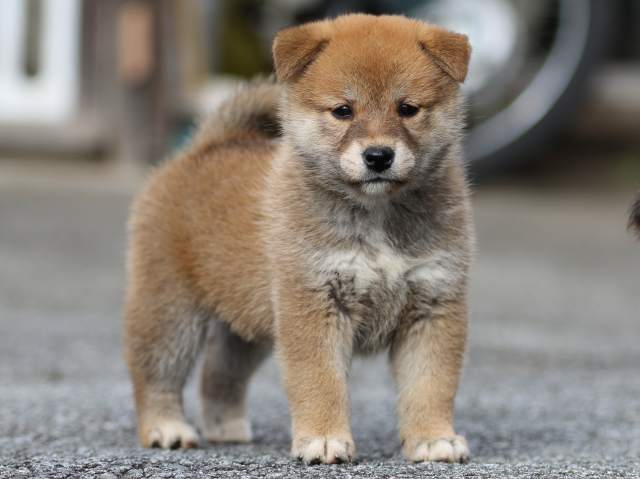 fp5a9454-puppy fp5a9454-puppy