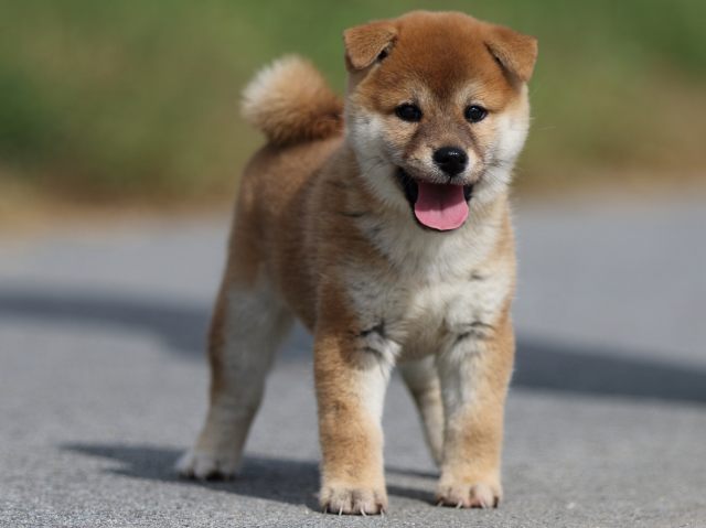 fp5a9541-puppy fp5a9541-puppy