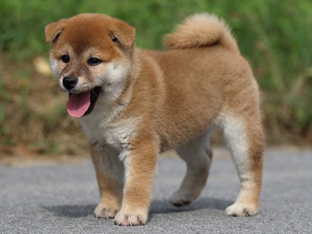 fp5a9577-puppy fp5a9577-puppy