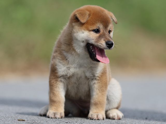 fp5a9590-puppy fp5a9590-puppy