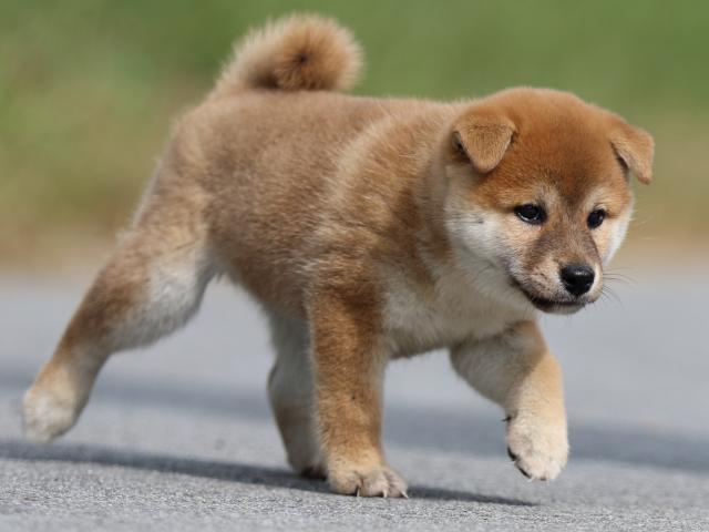 fp5a9597-puppy fp5a9597-puppy