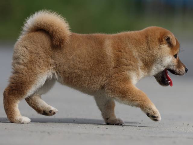 fp5a9609-puppy fp5a9609-puppy