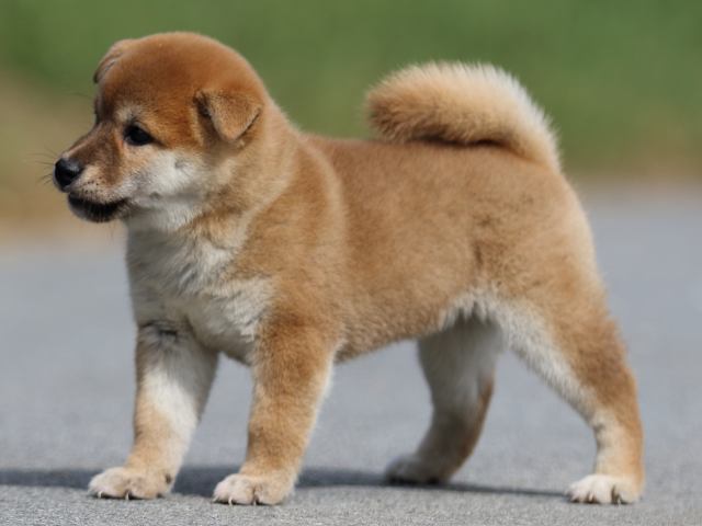 fp5a9628-puppy fp5a9628-puppy