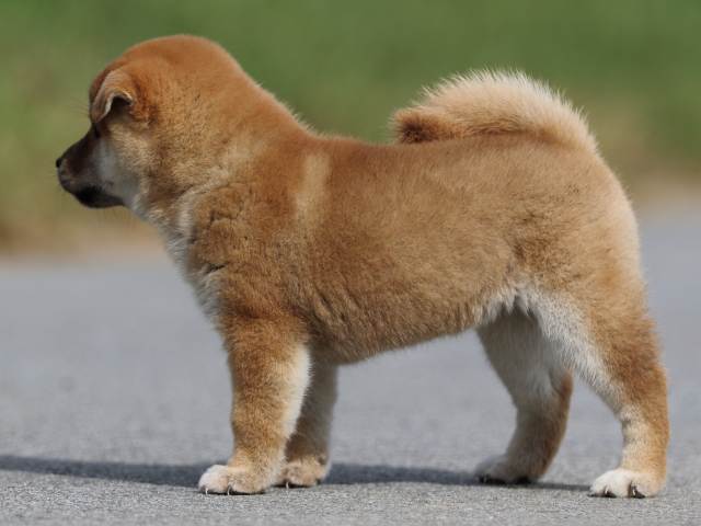 fp5a9633-puppy fp5a9633-puppy