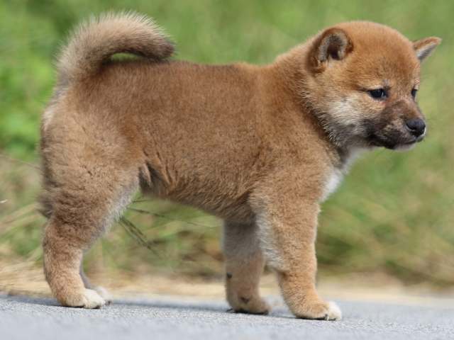 fp5a9669-puppy fp5a9669-puppy