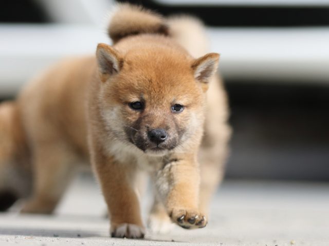 fp5a9715-puppy fp5a9715-puppy