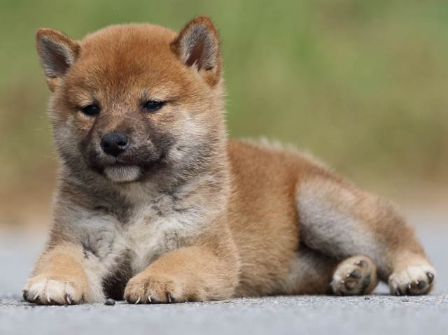 fp5a9767-puppy fp5a9767-puppy