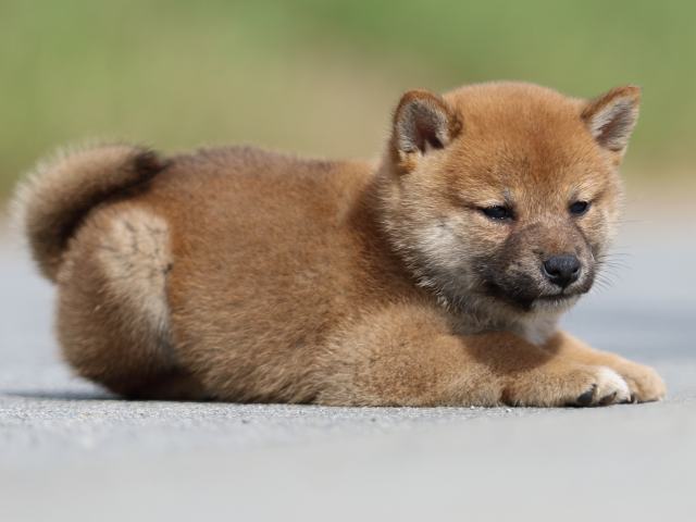 fp5a9770-puppy fp5a9770-puppy