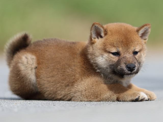 fp5a9772-puppy fp5a9772-puppy