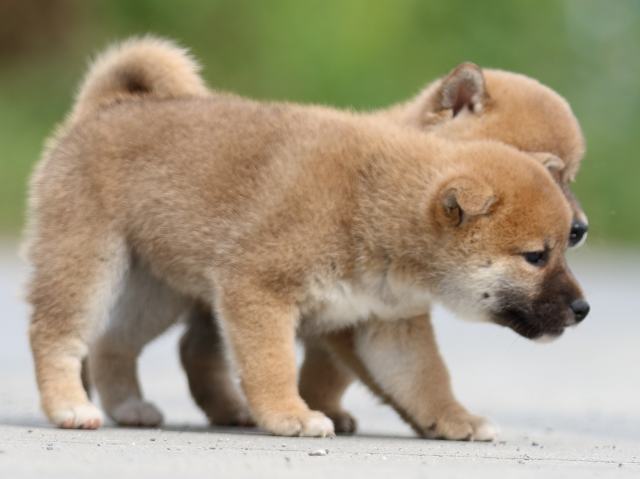 fp5a9785-puppy fp5a9785-puppy