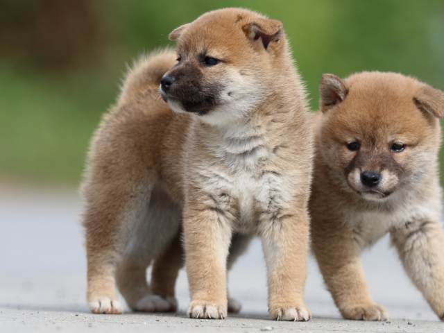 fp5a9792-puppy fp5a9792-puppy