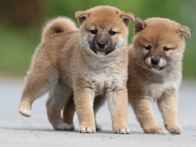 fp5a9793-puppy fp5a9793-puppy