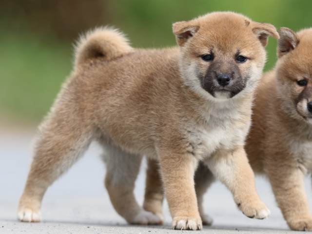 fp5a9795-puppy fp5a9795-puppy