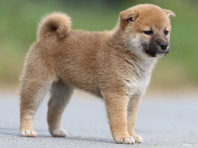 fp5a9812-puppy fp5a9812-puppy