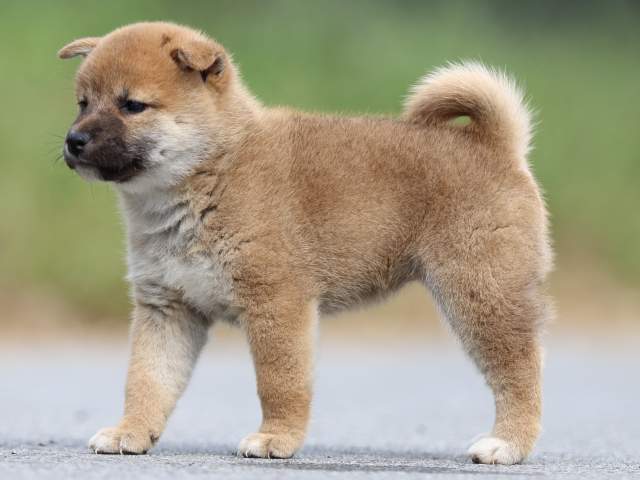 fp5a9818-puppy fp5a9818-puppy