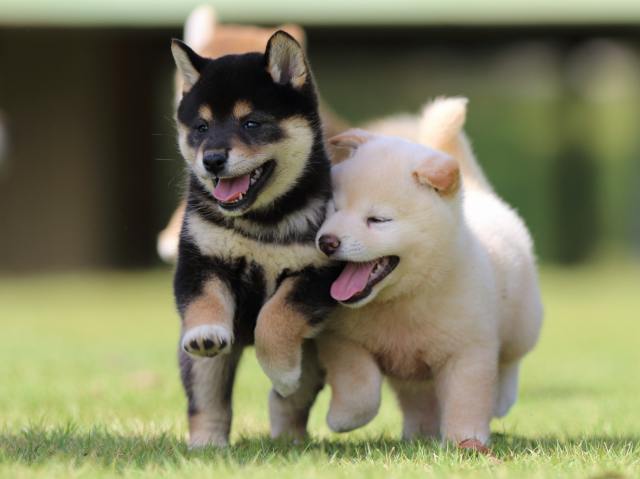 fp5a9852-puppy fp5a9852-puppy
